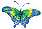 butterfly